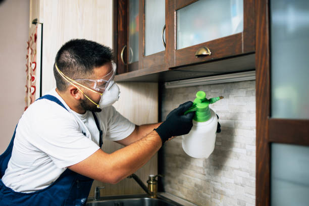 Best Flea Control Services  in Naugatuck, CT
