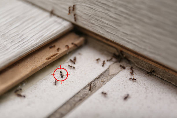 Best Pest Removal Services  in Naugatuck, CT
