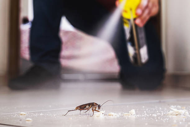 Best Affordable Pest Control Services  in Naugatuck, CT
